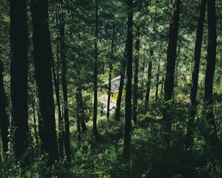 tiny house surrounded by nature