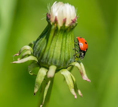 Tiny home garden