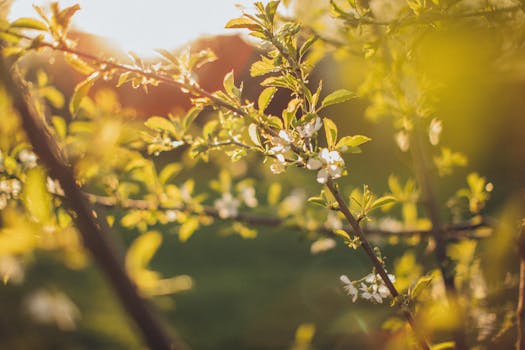 a thriving organic garden